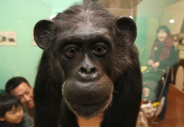 チェリー日本初人工保育チンパンジー 育て親の亀井一成さんの苦労 Keeenet